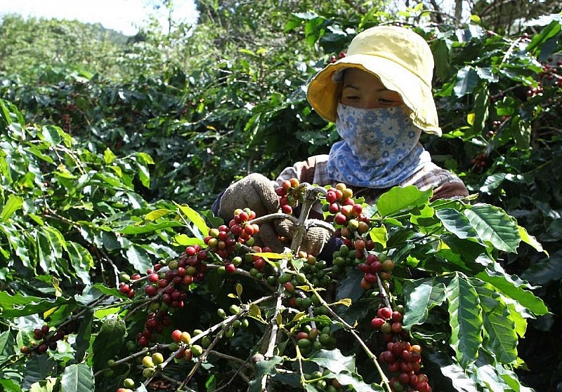 Lễ hội Cà phê Sơn La lần thứ nhất diễn ra vào tháng 10/2023 