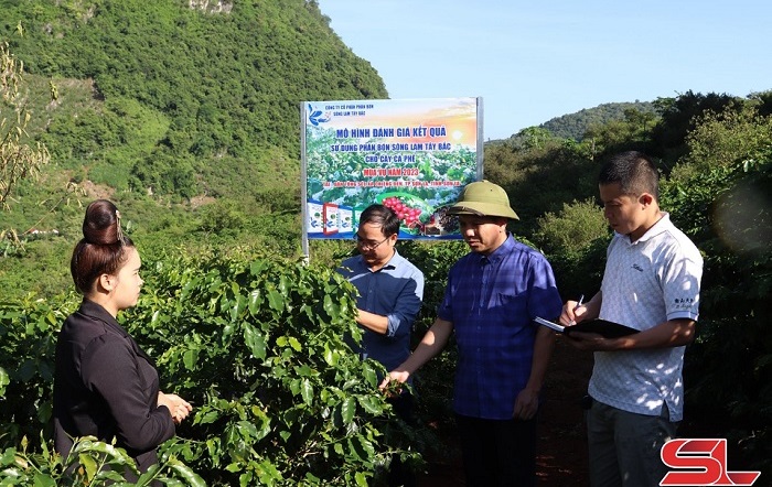 Đánh giá mô hình sử dụng phân bón Sông Lam Tây Bắc cho cây cà phê